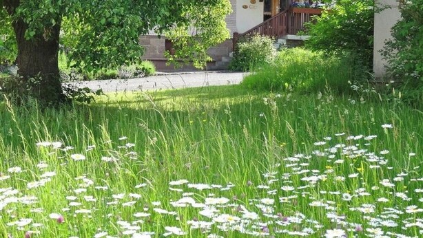 Uma área gramada com flores brancas, uma árvore e um edifício ao fundo.