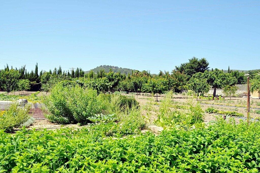 Un vigneto con filari di viti e un cielo sereno.