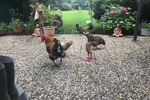 A courtyard with a pebbled ground, a Buddha statue, and a chicken. - Holiday apartment with 1 bedroom (Dornumersiel)