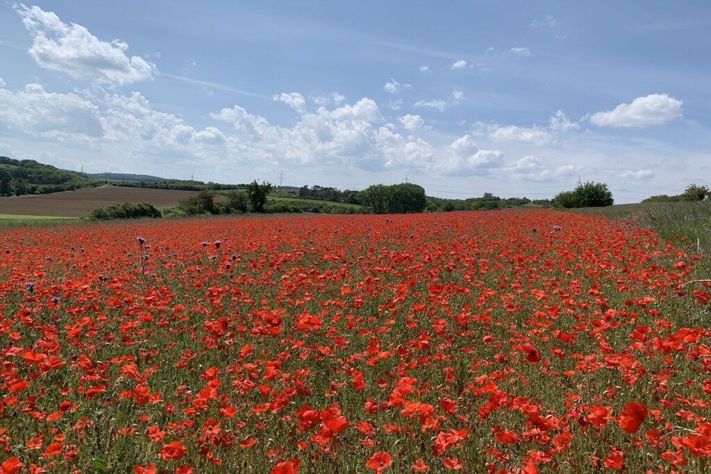 Een veld met rode klaprozen onder een heldere lucht.
