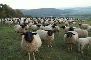 A flock of sheep in a grassy field with a mountainous backdrop.