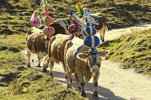 A rural path with cows adorned with colorful decorations and a person in the background. - Grünau on the ground floor (Schönau am Königssee)