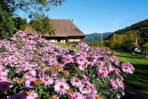 Ein Gebäude mit geneigtem Dach und einem sichtbaren Schornstein, umgeben von einem Feld violetter Blumen.