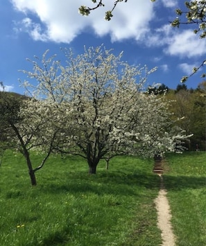 A pathway leading through a field of blooming trees.