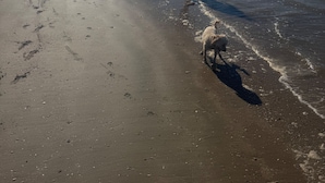A beach with a person and a dog walking along the shore. - Property (Rye)