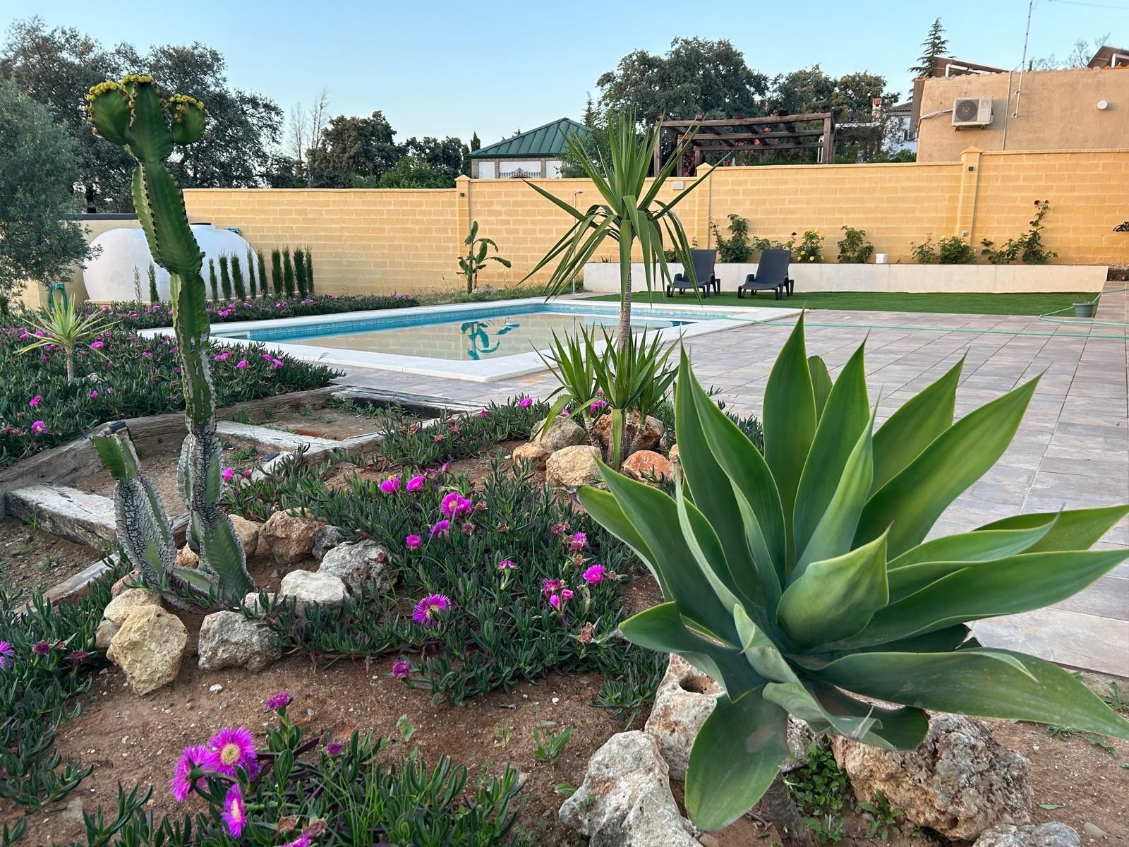 Ein angelegter Garten mit Pool, Kakteen und blühenden Pflanzen.