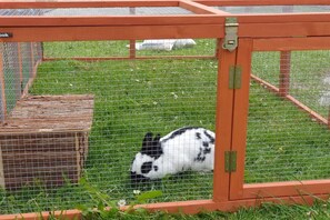 A rabbit inside a wire enclosure with a wooden base and a metal latch. - at the Feneberg holiday farm (Eggenthal)