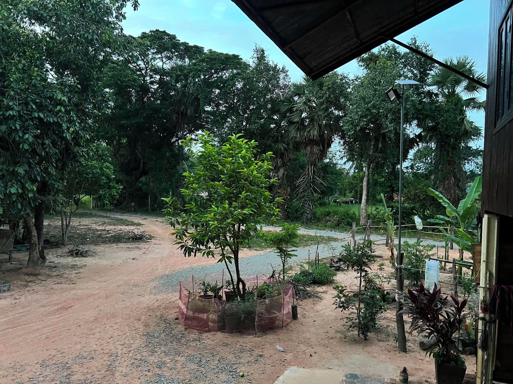 Uma trilha de terra que leva a uma área coberta, com diversas plantas e árvores.