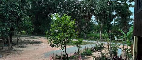 Un sendero de tierra que lleva a un espacio cubierto con diversas plantas y árboles.