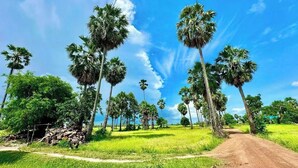A rural landscape with a dirt road, palm trees, and green fields.