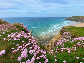 Eine Küstenlandschaft mit rosafarbenen Blüten und Blick auf den Ozean.