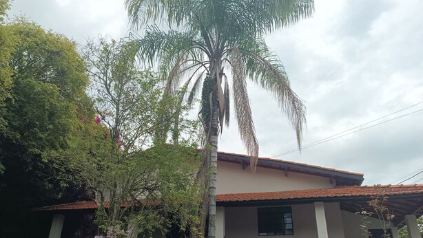 Un edificio con techo de tejas, un porche cubierto y una palmera.