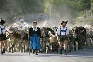 Un grup de persones amb vestimentes tradicionals acompanyant una remuda de bestiar per un carrer.