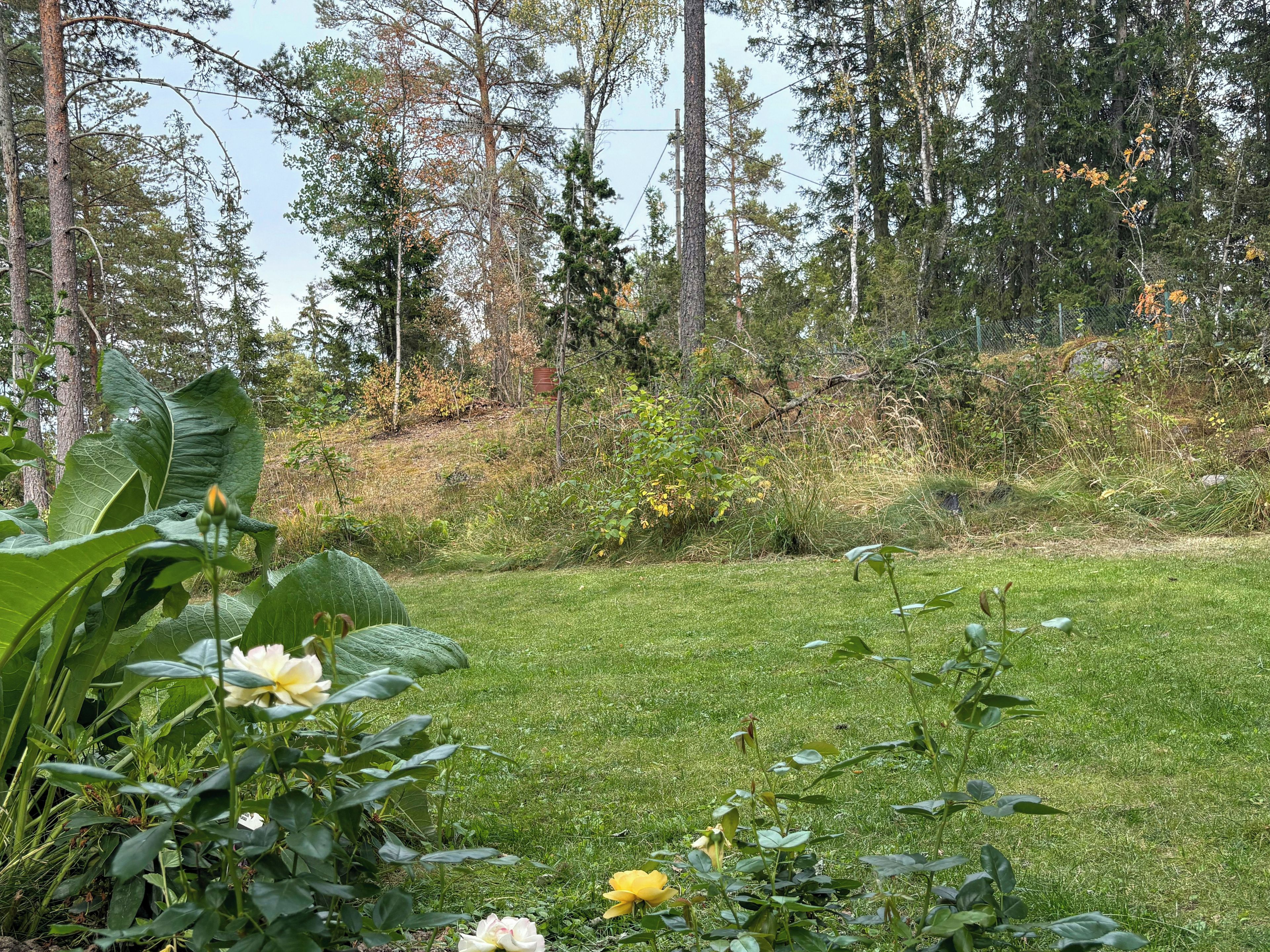 Ett grönområde med olika växter och träd i bakgrunden.