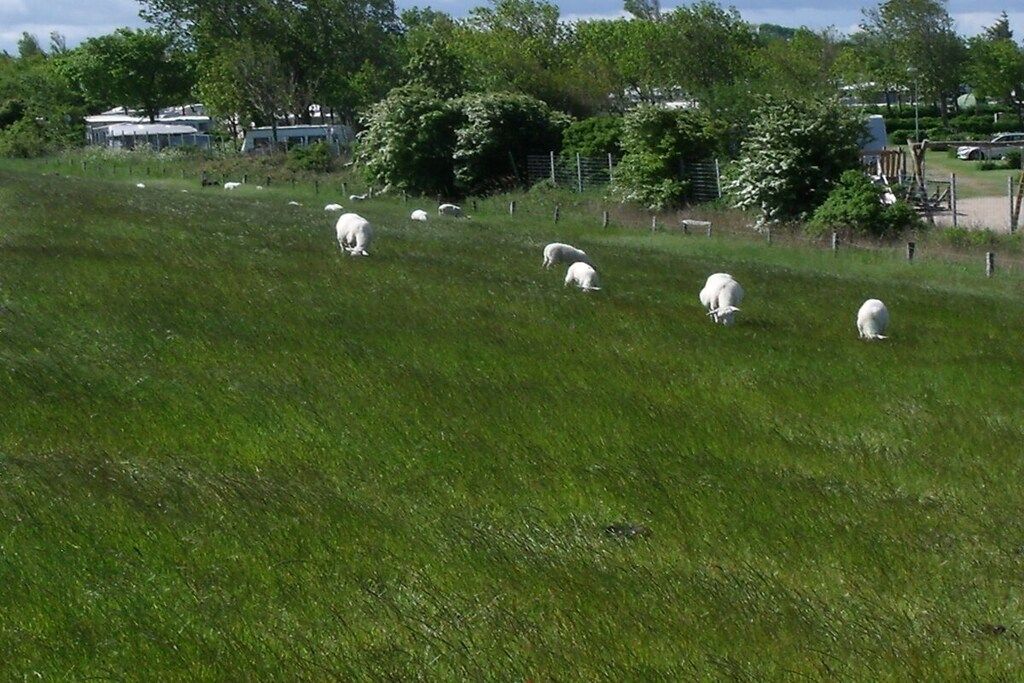 Ein grasbewachsenes Feld mit weidenden Schafen, umgeben von Bäumen und einem Zaun.