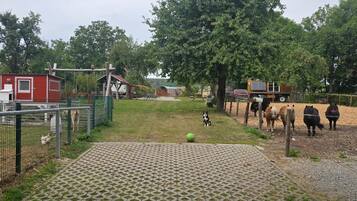Ein Freigelände mit Umzäunung, einem kleinen Gebäude und einem Spielbereich mit einem Ball.