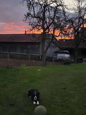 Ein Hund auf einer Wiese, im Hintergrund ein Sonnenuntergang.
