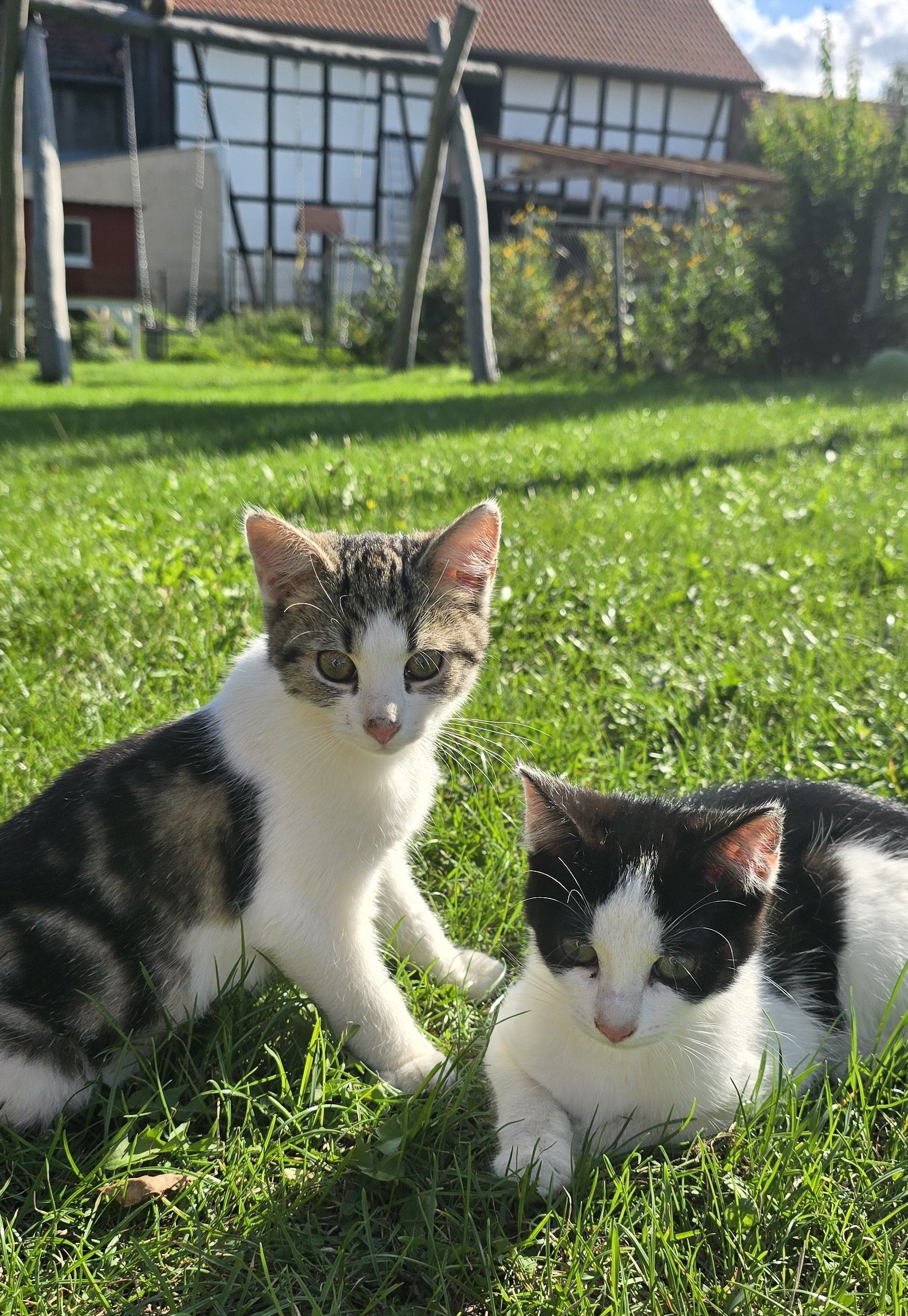 Två katter på en gräsplätt med ett hus i bakgrunden.