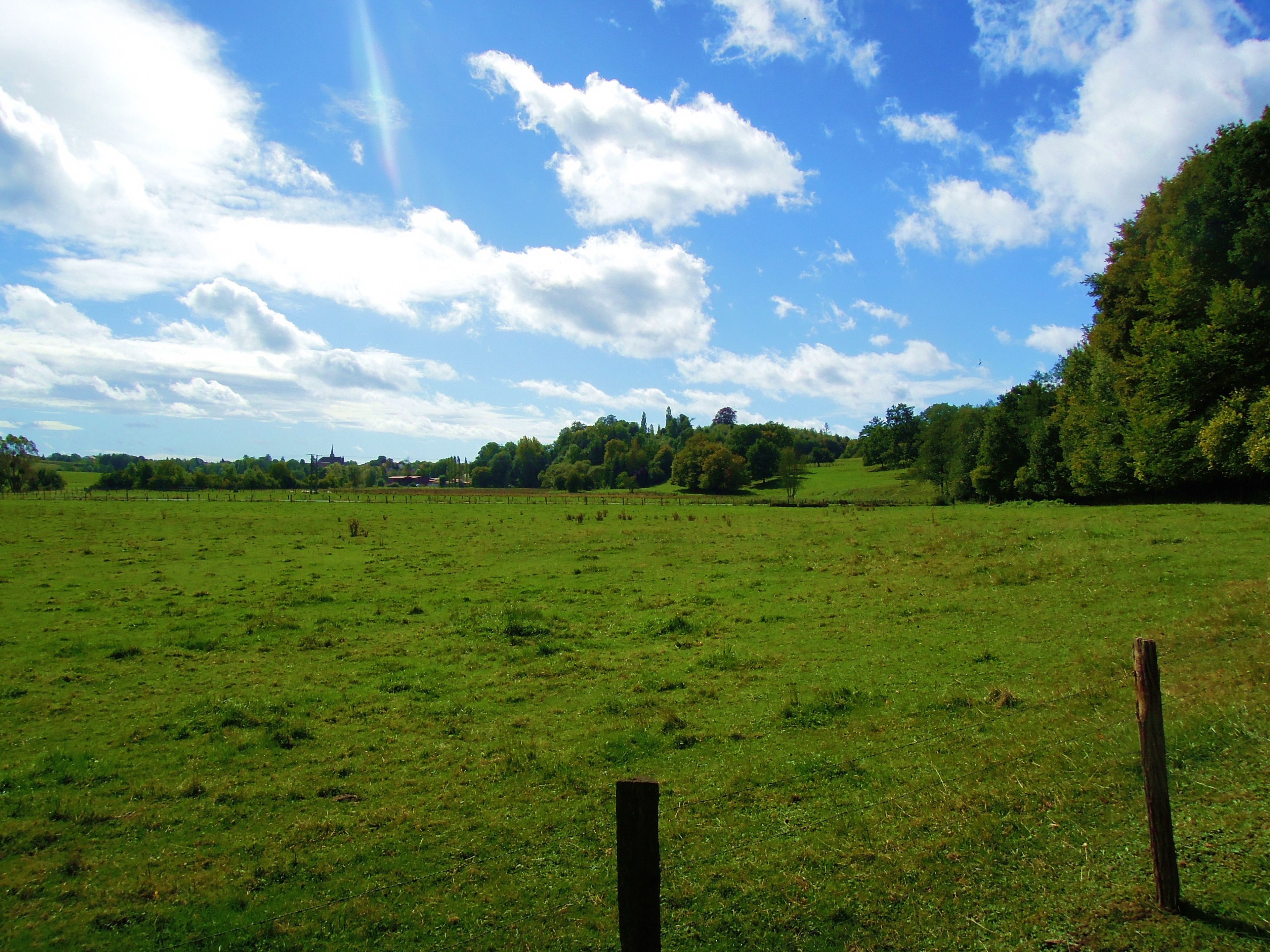 Ein weites Feld unter klarem Himmel, in der Ferne eine Baumreihe.