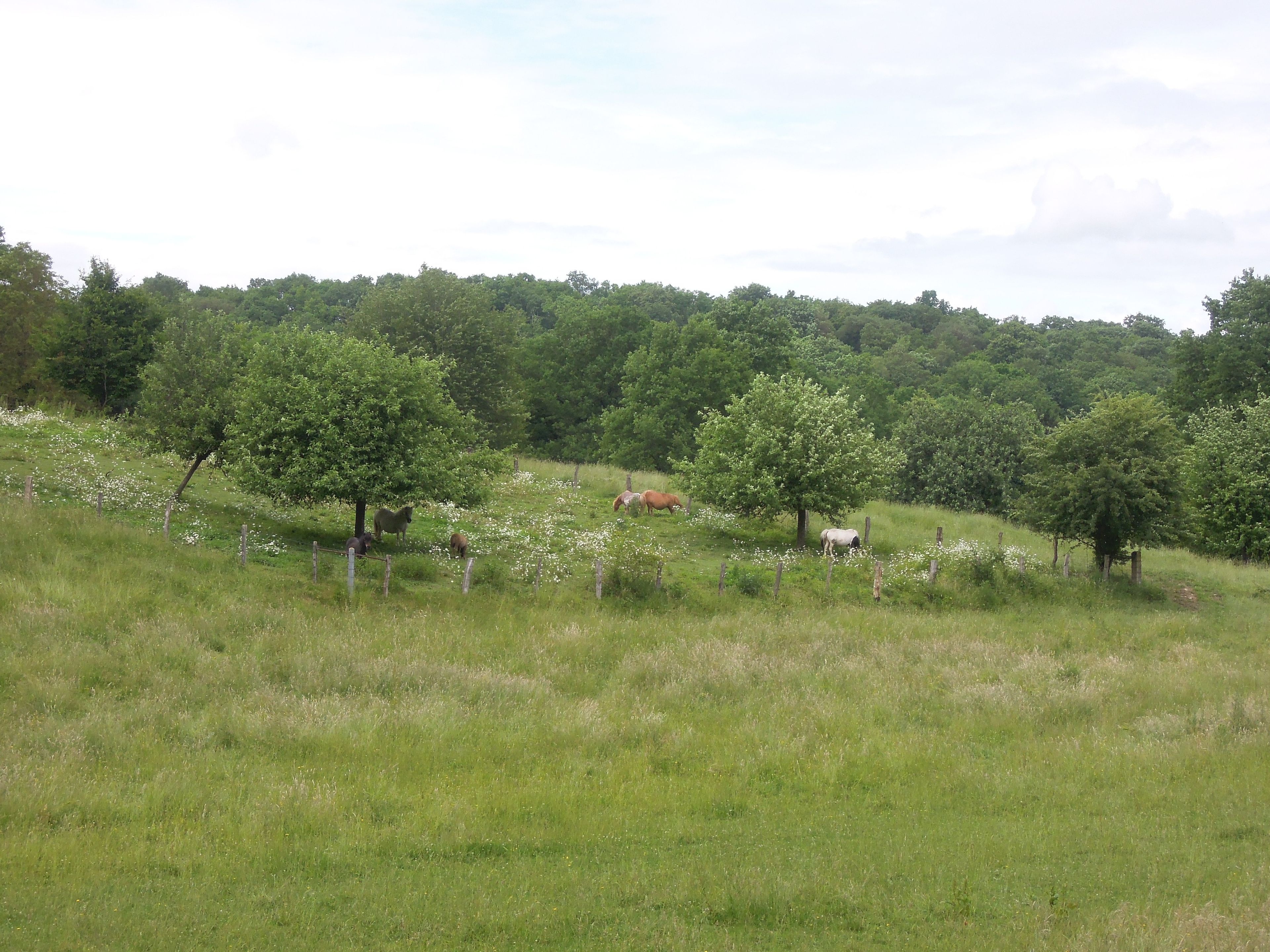 A grassy field with trees and a fence.