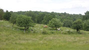 A grassy field with trees and a fence.