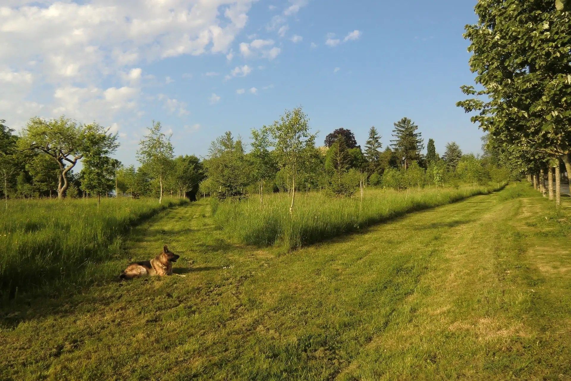 A grassy field with a dog lying down, surrounded by trees and a clear sky.