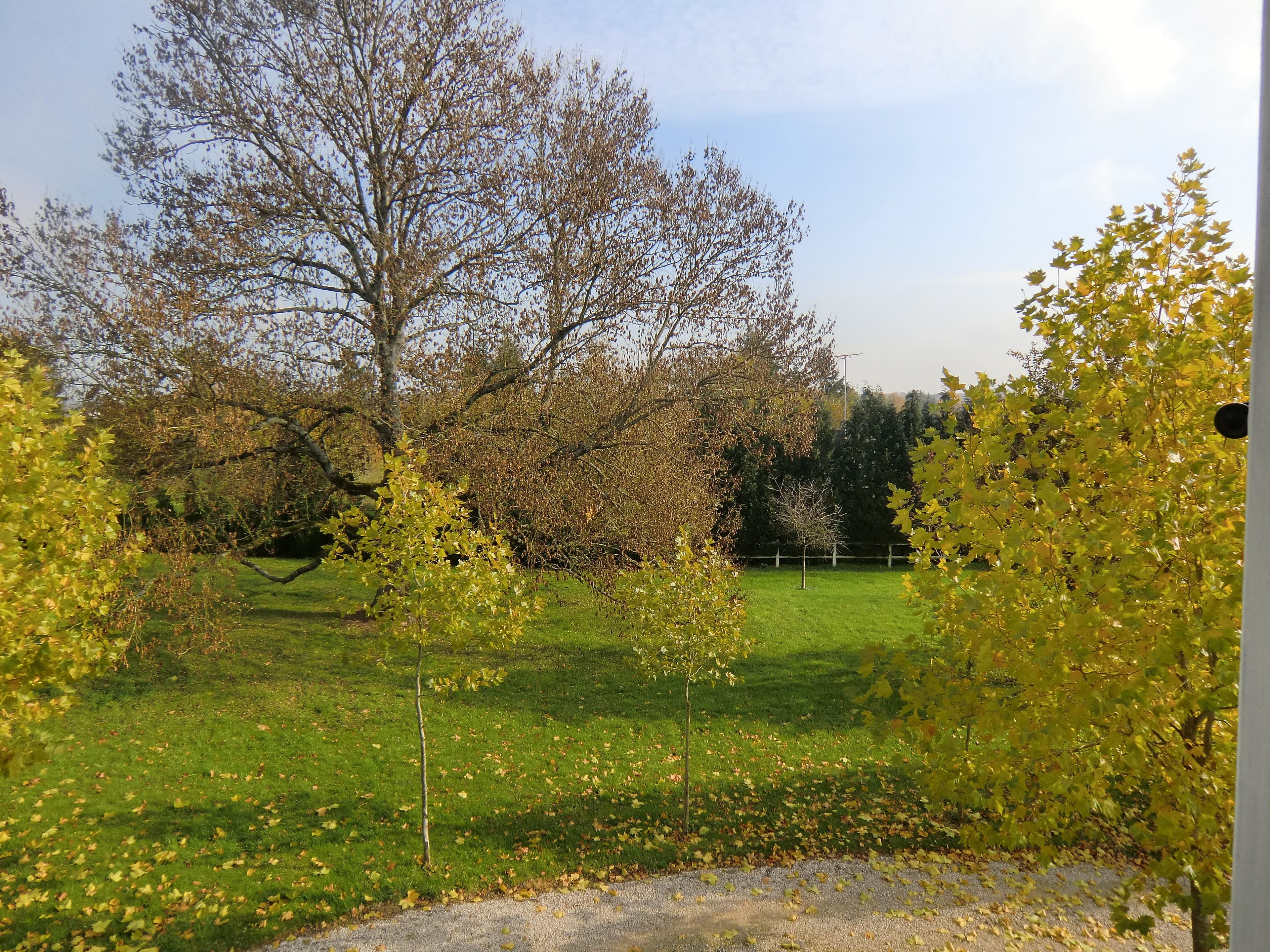 A grassy field with trees and a fence in the background.