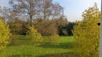 A grassy field with trees and a fence in the background.