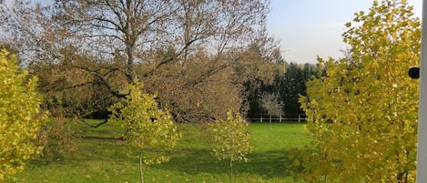 A grassy field with trees and a fence in the background.