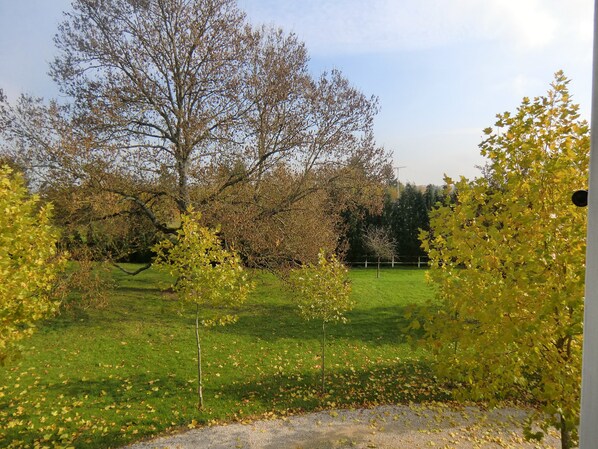 A grassy field with trees and a fence in the background.