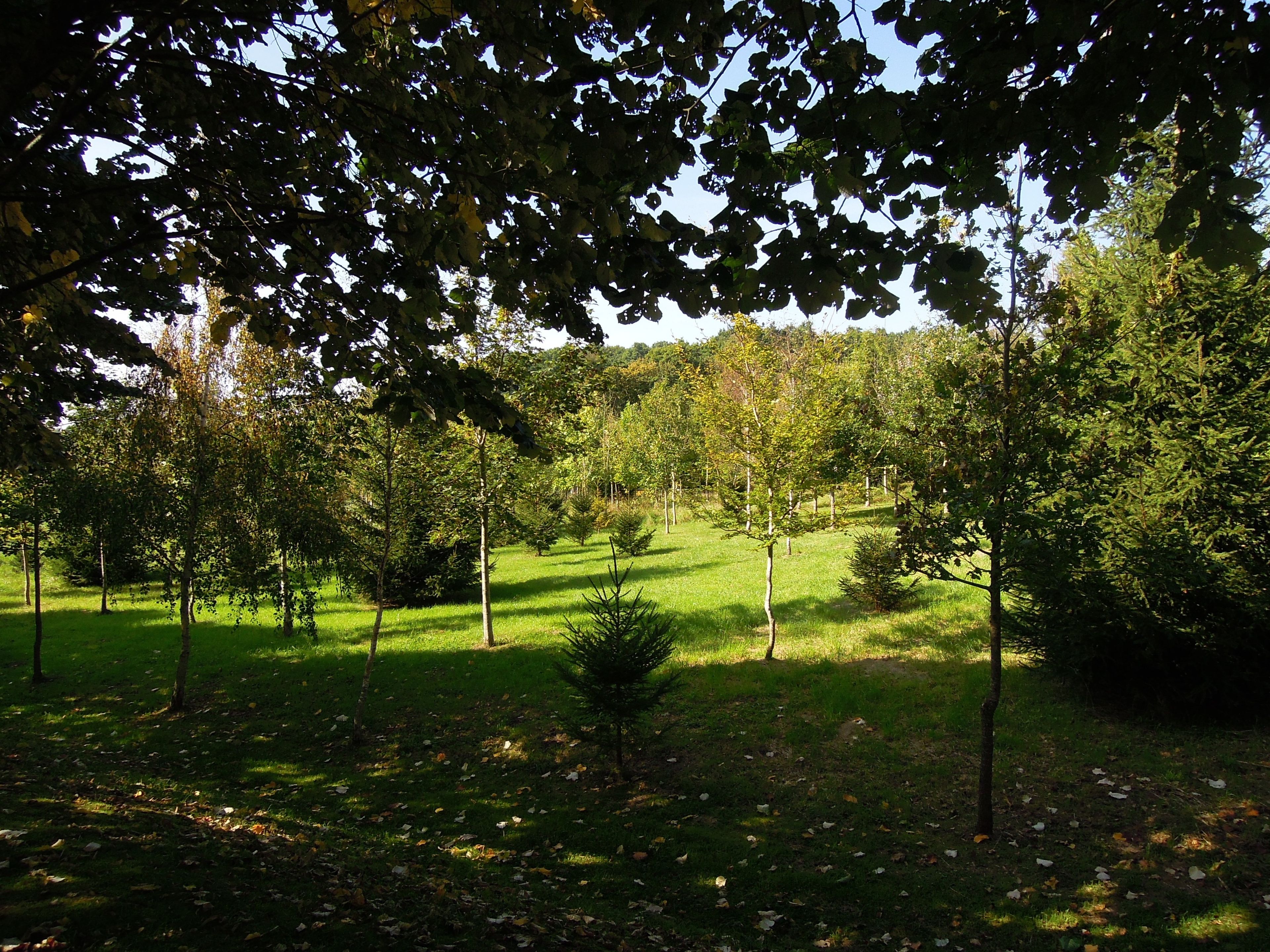 Un parc amb arbres diversos i una zona enjardinada.