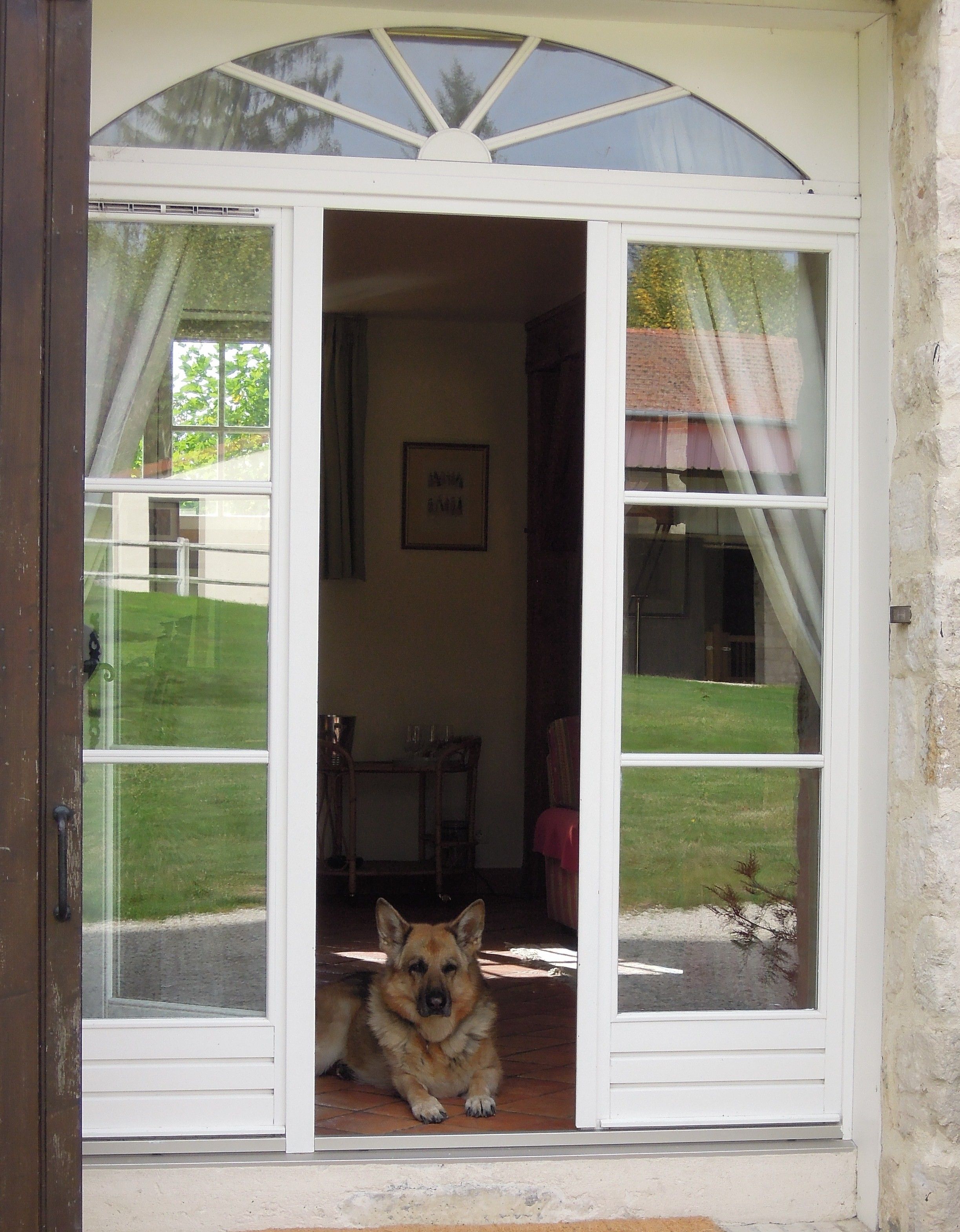 Un perro sentado en un marco de puerta, con vista a un césped y un edificio al fondo.