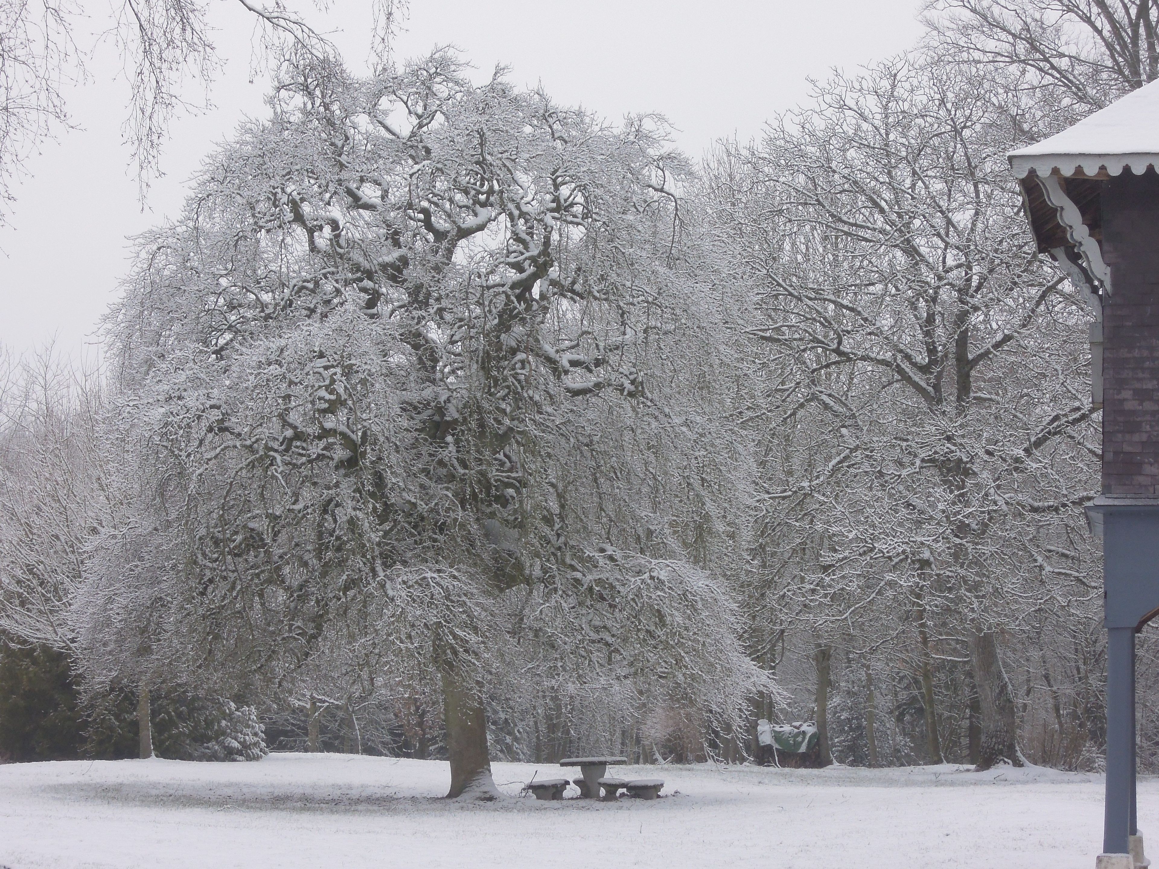 En snötäckt park med träd och en bänk.