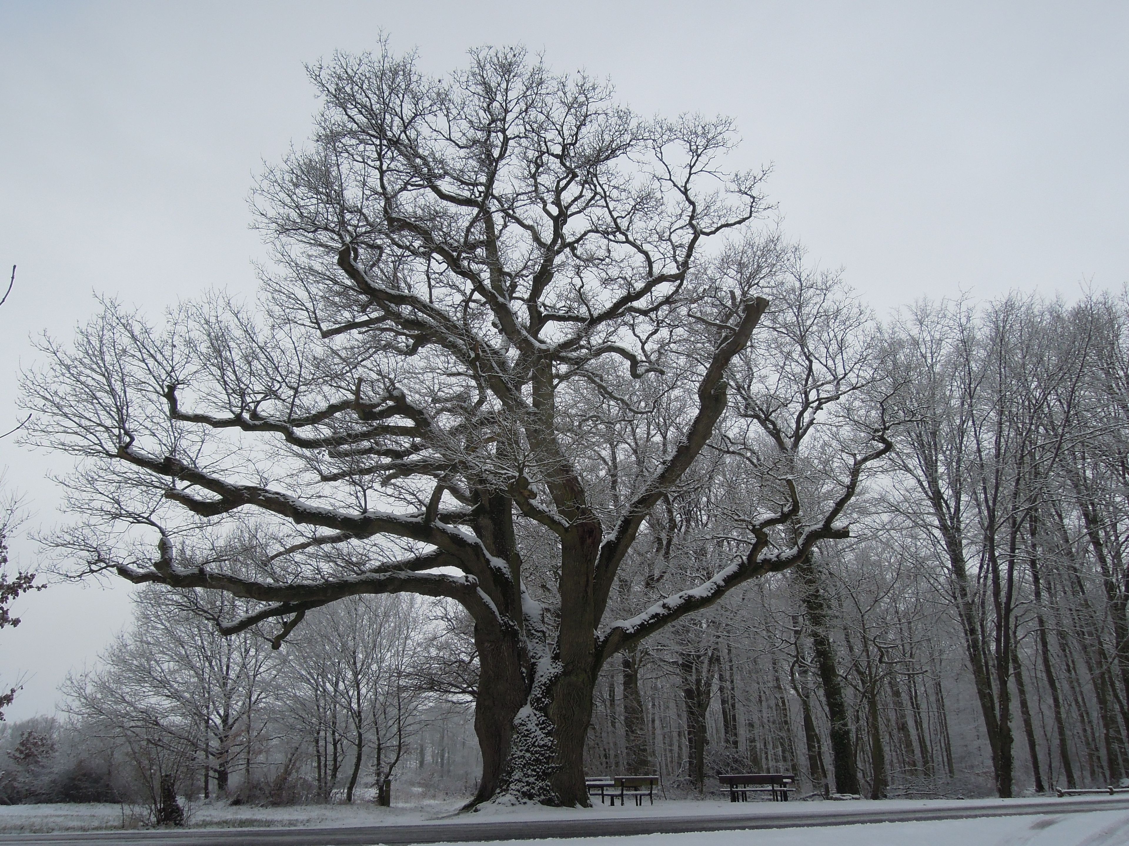 A large, leafless tree with snow on its branches, surrounded by a snowy landscape and a bench.