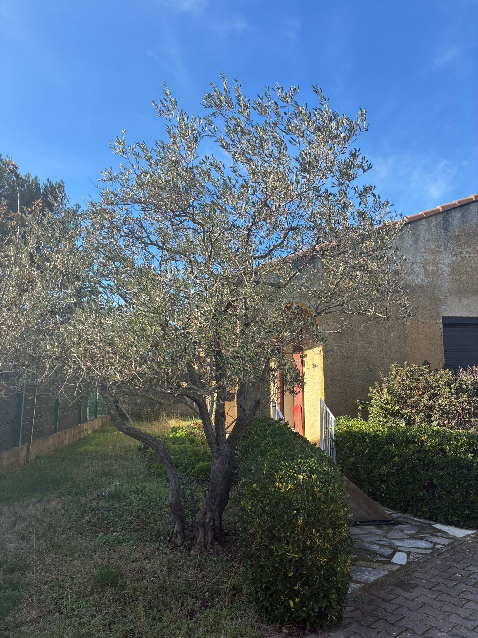 Ein Baum in einem Innenhof mit einem Gebäude im Hintergrund.