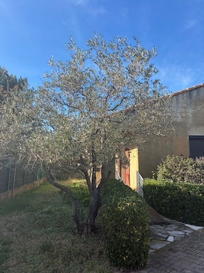 Un arbre en un pati amb un edifici al fons.