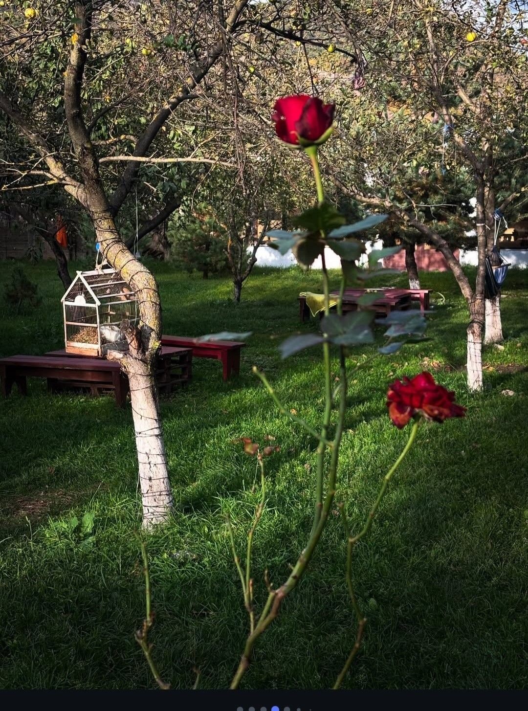 A garden with a birdhouse, a bench, and a rose bush.