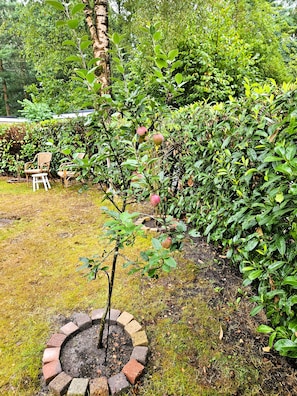 Un jardí amb un arbre petit, una jardineria de maons i una zona de seients amb cadires.