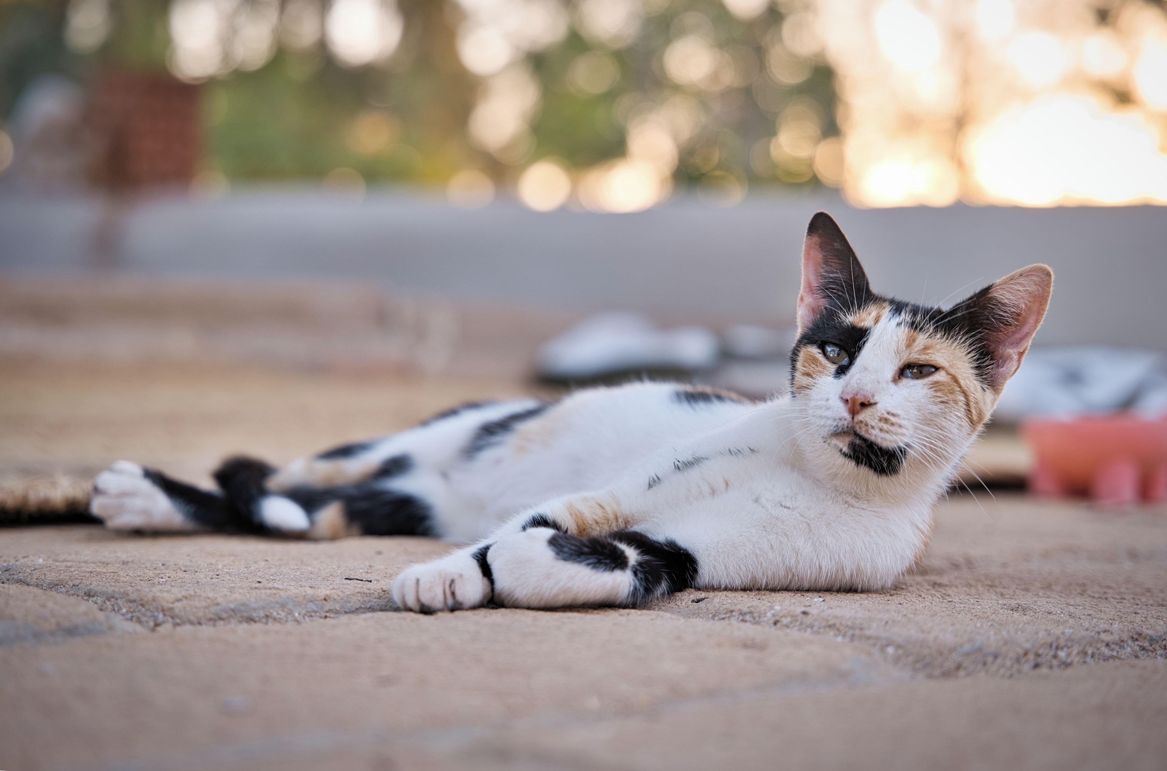 A cat lying on a concrete surface.