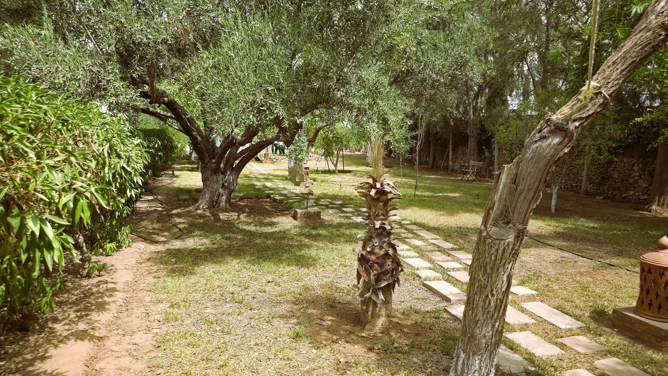 Un jardin avec un chemin pavé, des arbres et une plante ressemblant à un palmier.