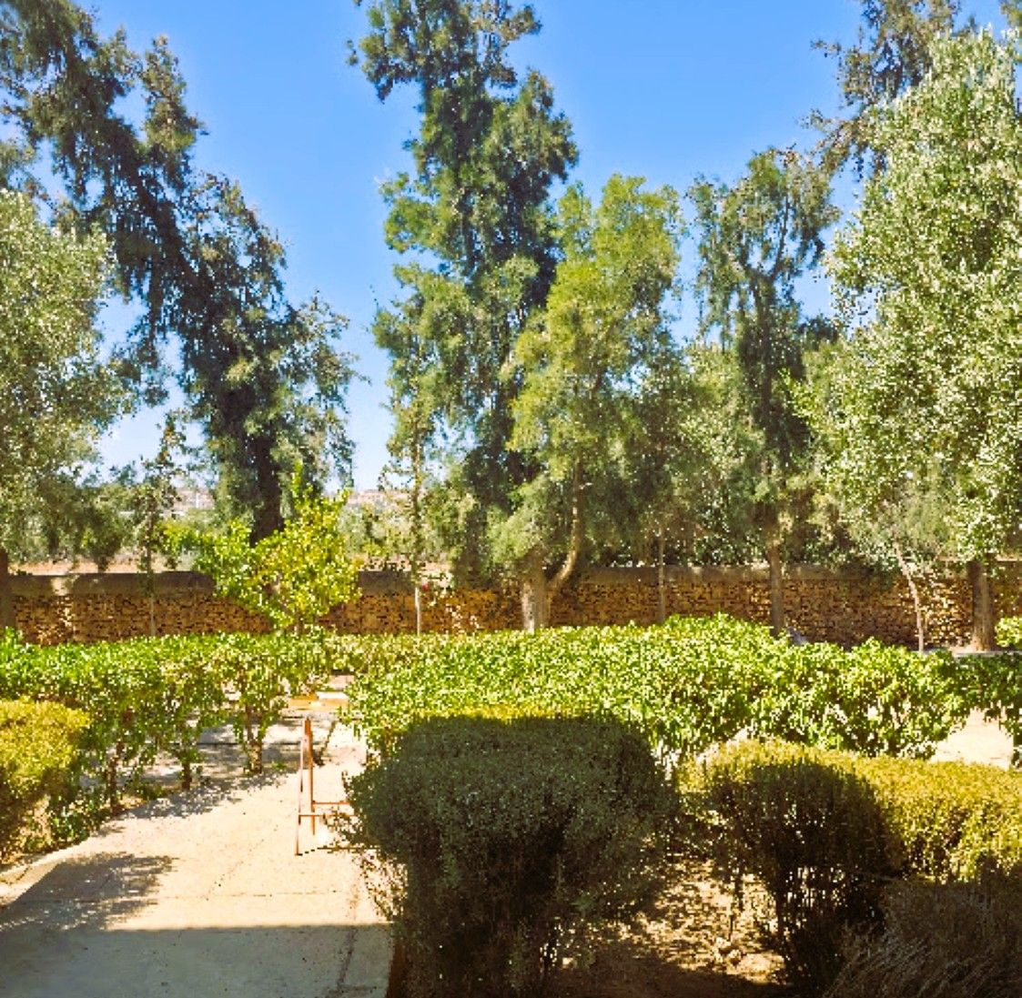 A vineyard with rows of grapevines, a stone wall, and a clear blue sky.