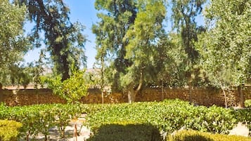 A vineyard with rows of grapevines, a stone wall, and a clear blue sky.