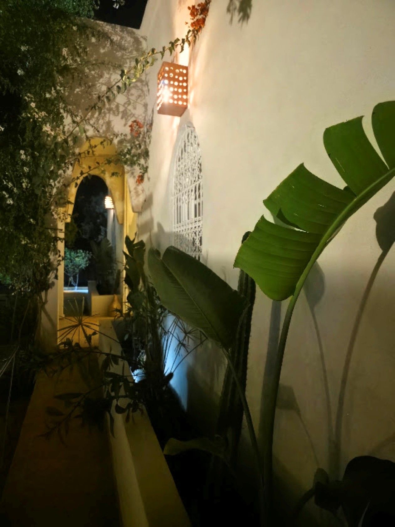 A dimly lit outdoor area with a decorative lantern, a large green leaf plant, and a white wall with a window.