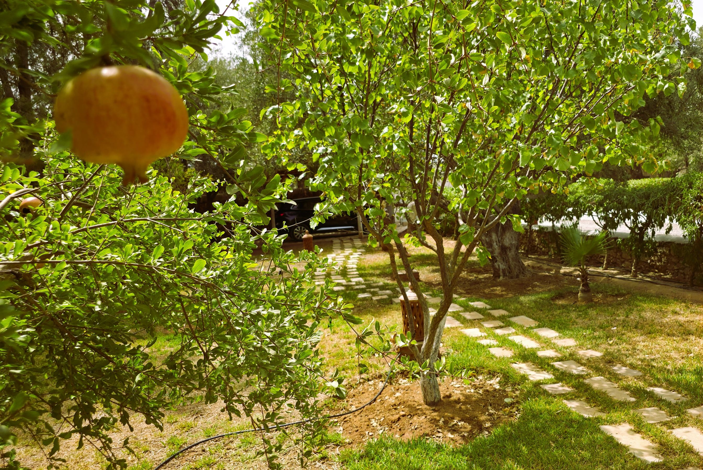A garden with a paved path, trees, and a hanging fruit.