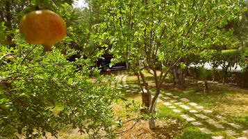 A garden with a paved path, trees, and a hanging fruit.