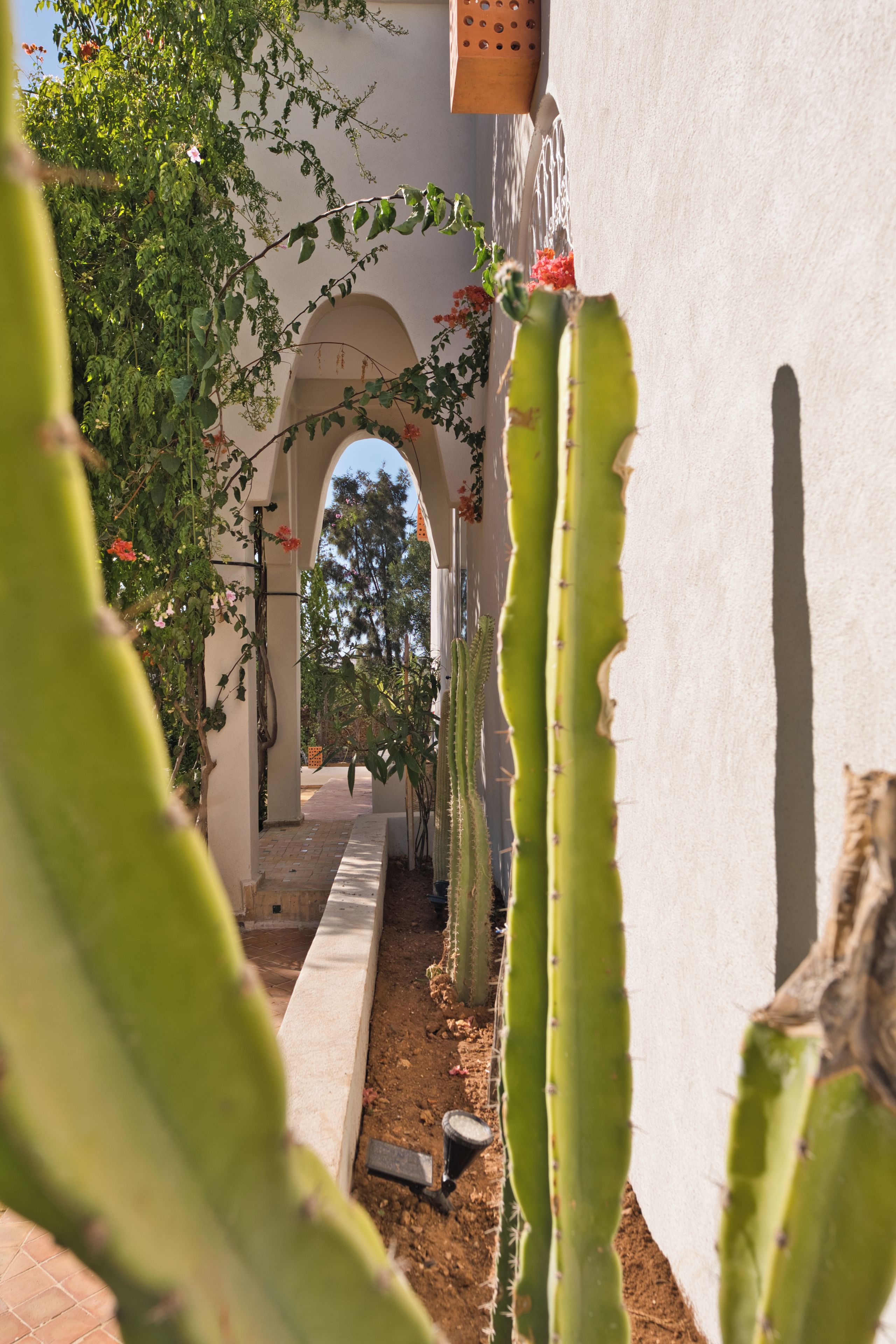 Un jardín de cactus con un sendero que conduce a una entrada en arco.
