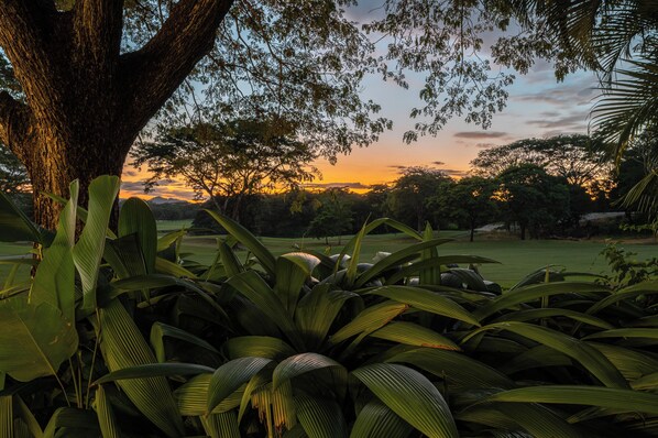 Paisaje con un árbol grande y follaje denso en primer plano, un campo de golf en segundo plano y una puesta de sol al fondo.