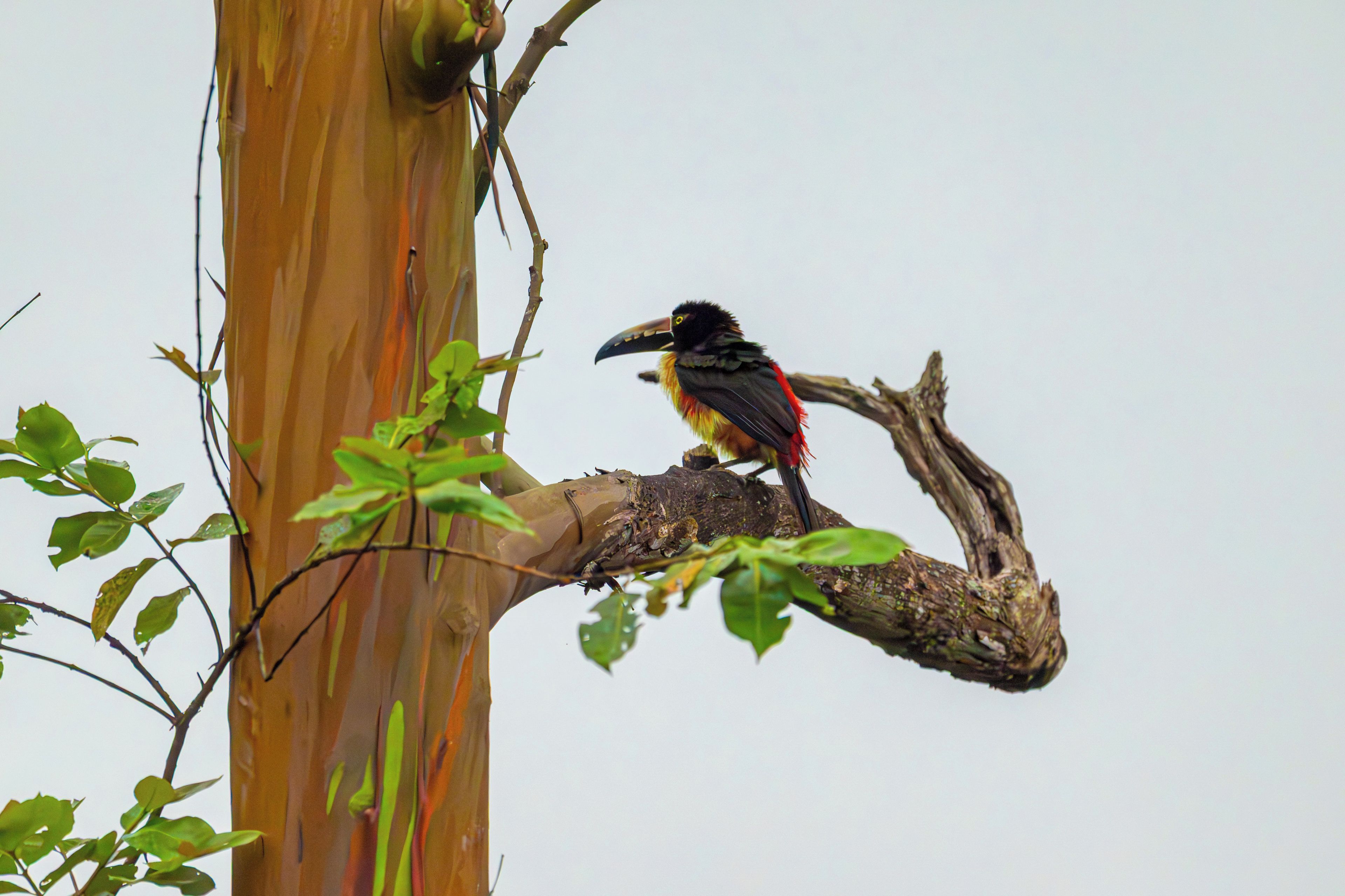 A bird perched on a tree branch.
