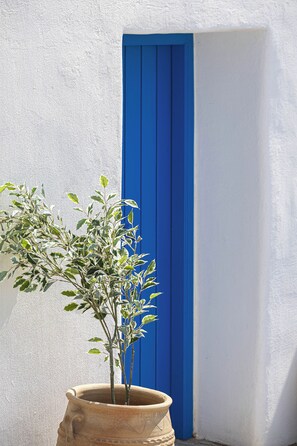 Una pianta in vaso con foglie variegate davanti a un muro bianco con una porta blu.