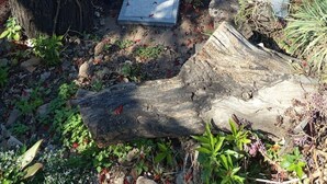 Ein Garten mit einer Holzbank, einem Picknicktisch und einer Spalierkonstruktion.